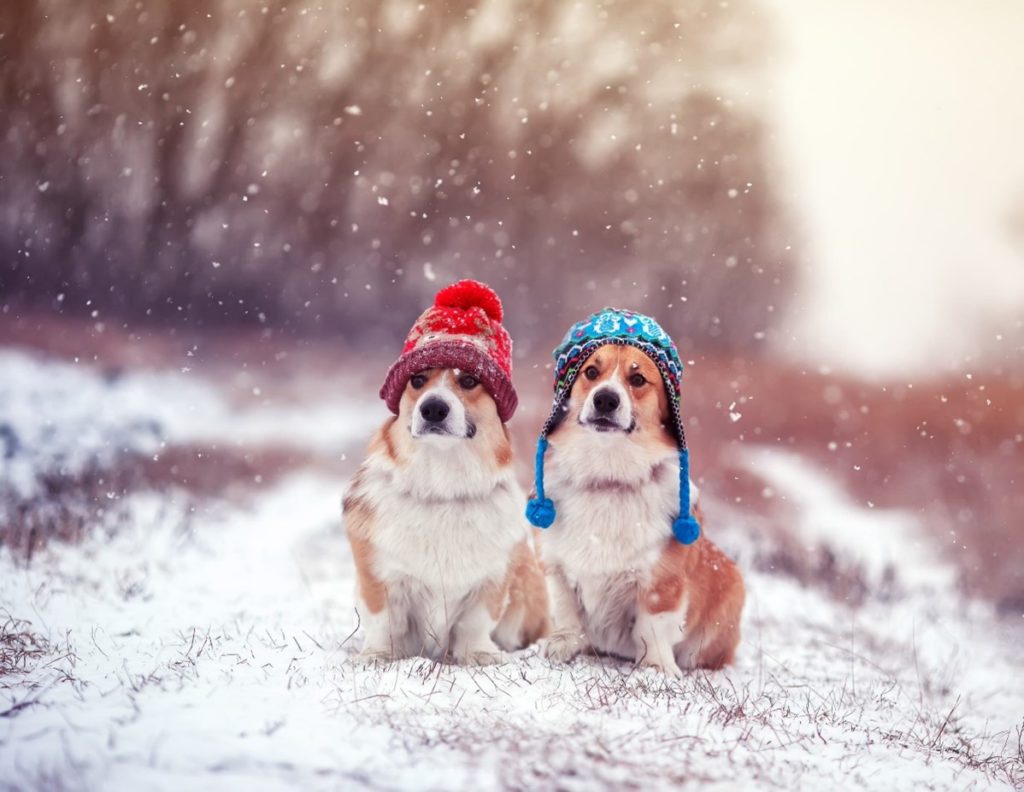 Two corgis wearing knit hats in the snow.